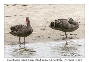 Black Swans