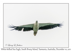 White-bellied Sea Eagle