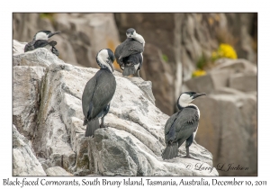Black-faced Cormorants