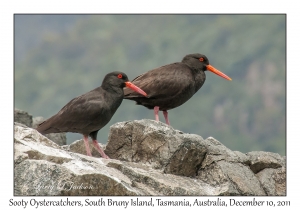 Sooty Oystercatchers