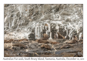 Australian Fur-seals