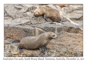 Australian Fur-seals