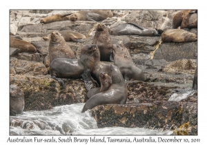 Australian Fur-seals