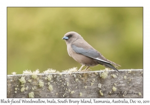 Black-faced Woodswallow