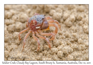 Soldier Crab