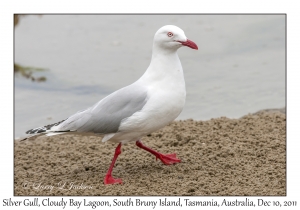 Silver Gull