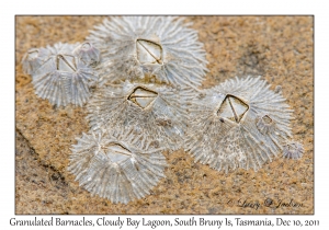 Granulated Barnacles