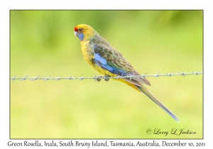 Green Rosella