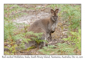 Red-necked Wallabies