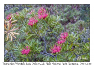 Tasmania Waratah