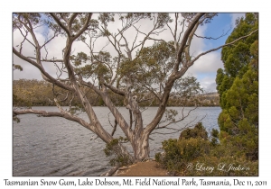 Tasmanian Snow Gum