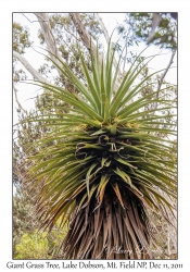 Giant Grass Tree