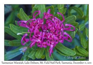 Tasmania Waratah