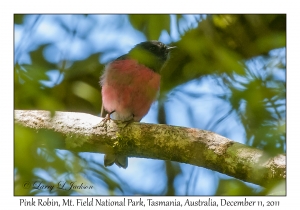 Pink Robin