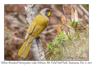 Yellow-throated Honeyeater