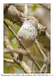 Tasmanian Thornbill