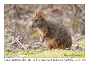 Tasmanian Pademelon