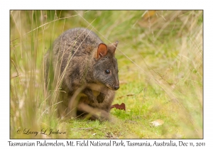 Tasmanian Pademelon