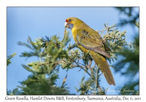 Green Rosella