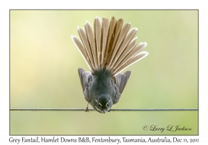 Grey Fantail