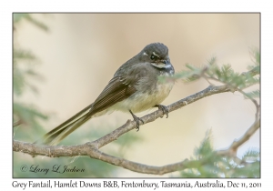 Grey Fantail