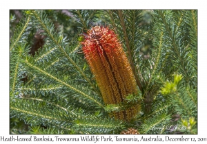 Heath-leaved Banksia