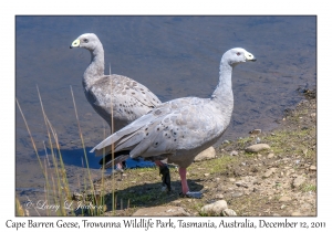 Cape Barren Geese