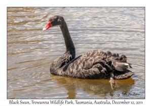 Black Swan