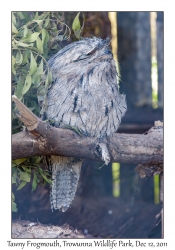 Tawny Frogmouth