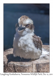 Laughing Kookaburra