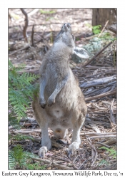 Eastern Grey Kangaroo