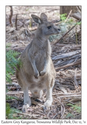 Eastern Grey Kangaroo