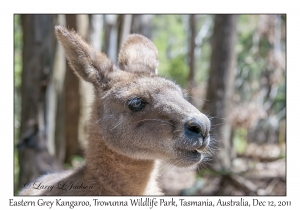 Eastern Grey Kangaroo