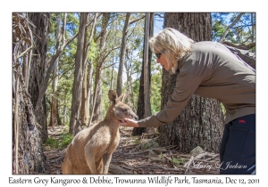 Debbie & Eastern Grey Kangaroo