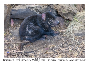 Tasmanian Devil