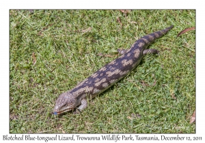 Blotched Blue-tongued Lizard