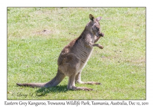 Eastern Grey Kangaroo