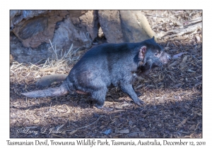 Tasmanian Devil