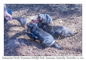 Tasmanian Devils