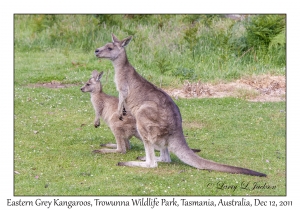 Eastern Grey Kangaroos