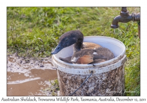 Australian Shelduck