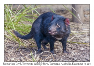 Tasmanian Devil