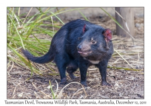 Tasmanian Devil