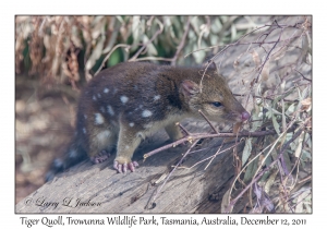 Tiger Quoll