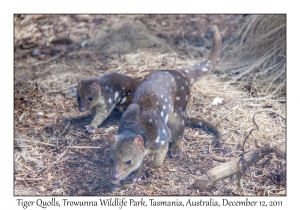 Tiger Quoll