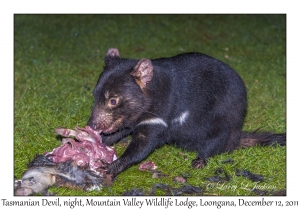 Tasmanian Devil at night