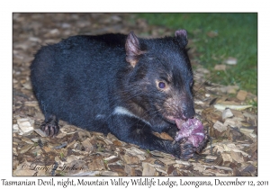 Tasmanian Devil at night