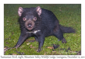 Tasmanian Devil at night