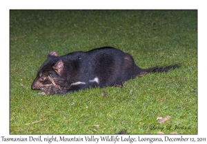 Tasmanian Devil at night