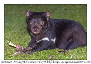 Tasmanian Devil at night